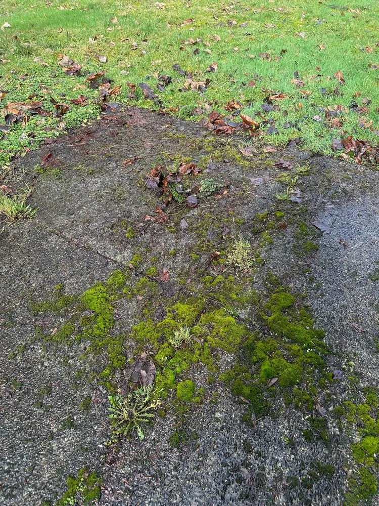 Affordable landscaping services for beautiful yards in Snohomish, WA by Premier Solutions NW