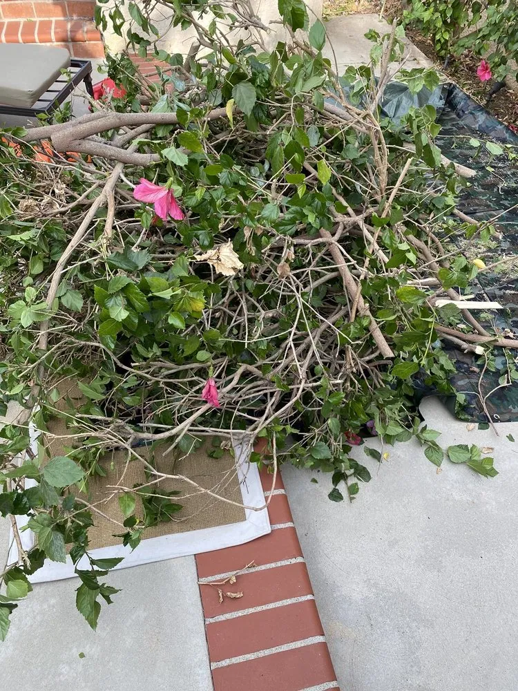 Local lawn care service experts serving Simi Valley, CA - Premier Tree & Landscape