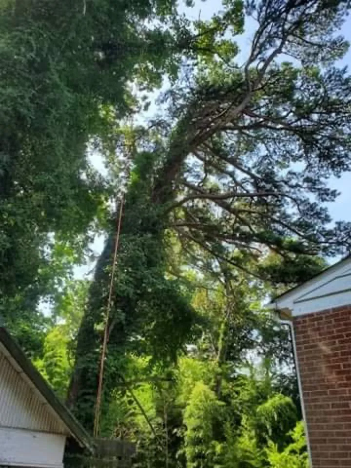 Professional yard cleanup service with custom design in Castleton, VA by Premier Tree & Landscaping