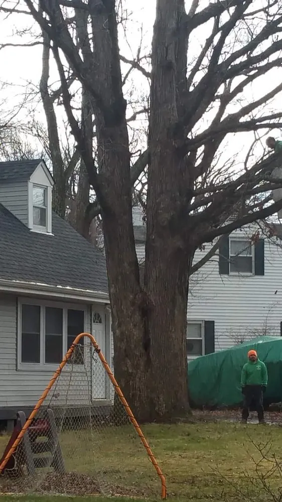 Expert landscaping services in Castleton, VA - Premier Tree & Landscaping