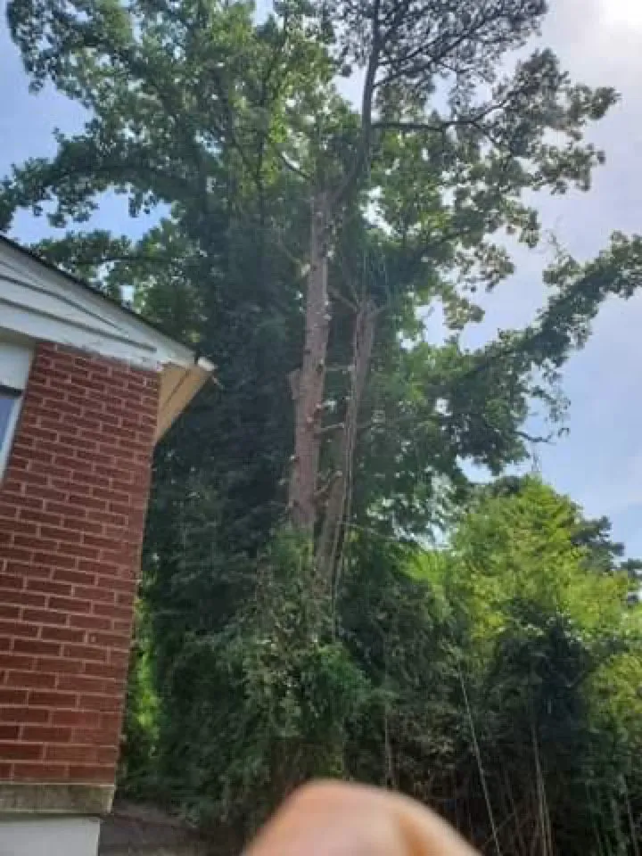 Expert lawn care service in Castleton, VA - Premier Tree & Landscaping