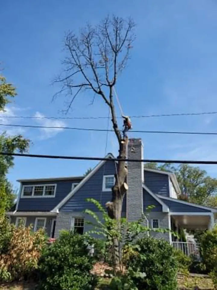 Reliable lawn care service for outdoor upgrades in Castleton, VA by Premier Tree & Landscaping