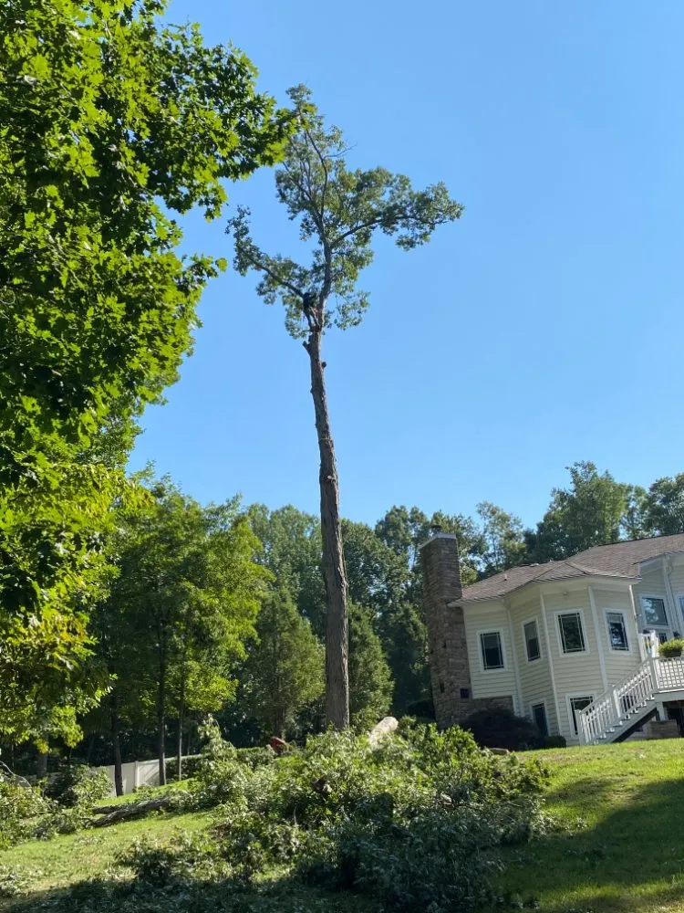 Local landscape design experts serving Castleton, VA - Premier Tree & Landscaping