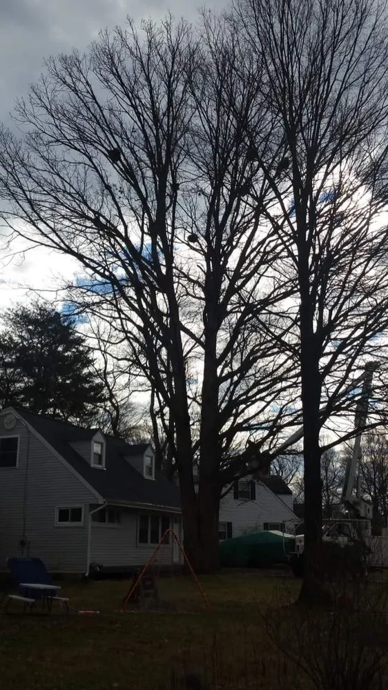 Expert yard cleanup service in Castleton, VA - Premier Tree & Landscaping
