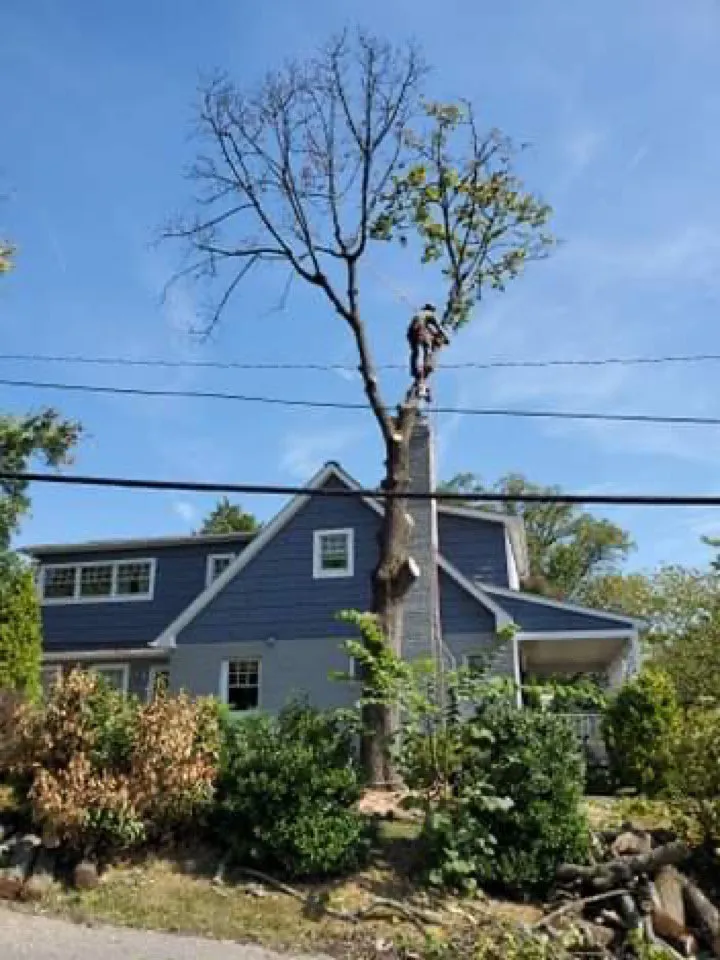 Professional landscaping services experts serving Castleton, VA - Premier Tree & Landscaping
