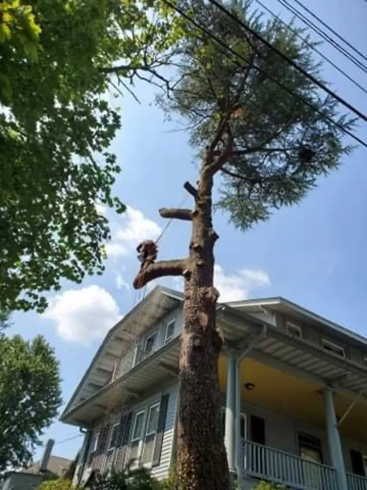 Custom landscape installation in Castleton, VA - Premier Tree & Landscaping