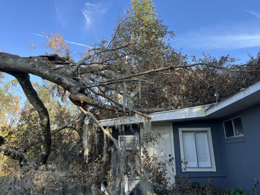 Professional landscape design in DeLand, FL by Premier Tree & Lawn