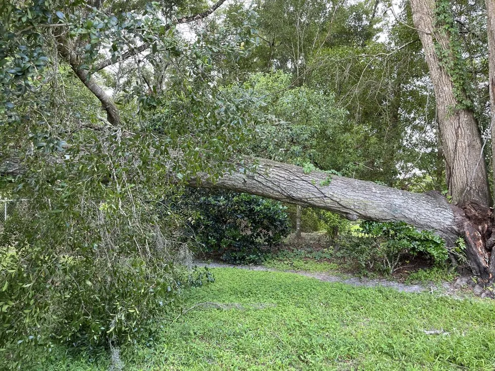 Professional outdoor landscaping for homes across DeLand, FL - Premier Tree & Lawn