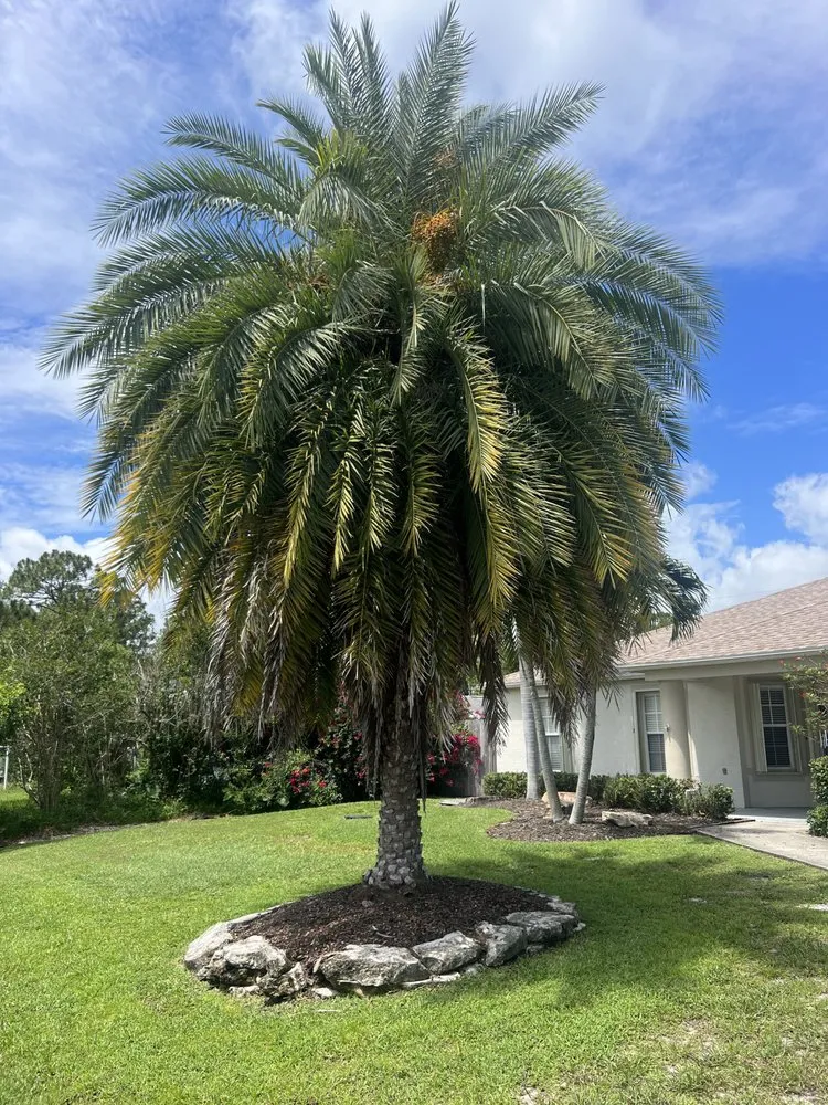 Reliable landscaping services near you in Fort Pierce, FL by Premier tree and land services