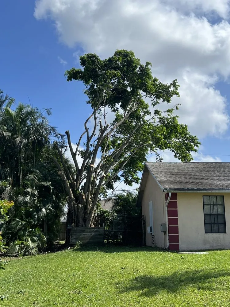 Professional lawn care service for residential properties across Fort Pierce, FL - Premier tree and land services
