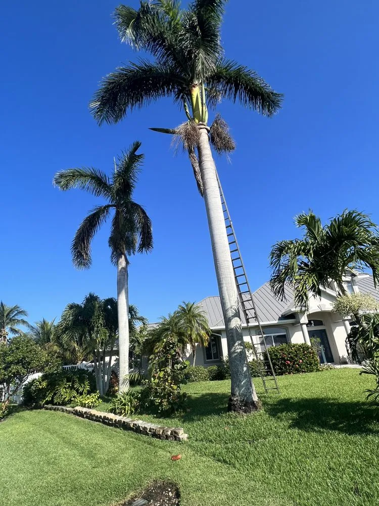 Custom yard maintenance experts serving Fort Pierce, FL - Premier tree and land services