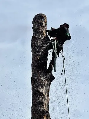 Premier tree and land services Logo