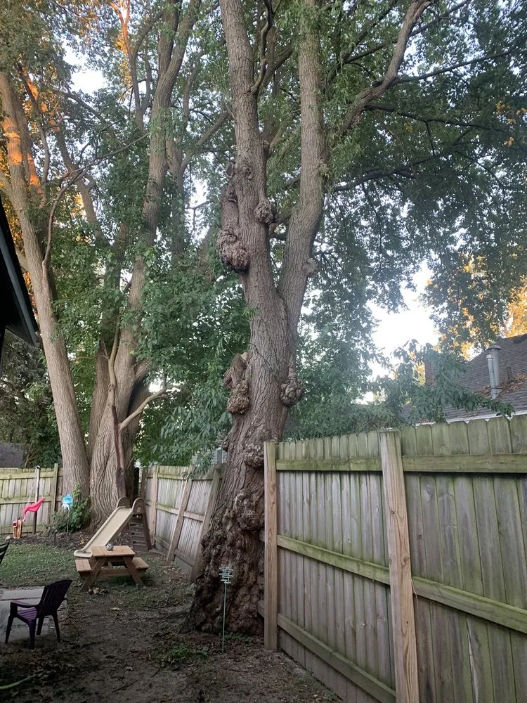 Local outdoor landscaping for outdoor upgrades in Waterford, MI by Premier Tree Care