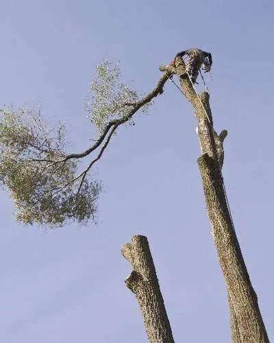 Affordable landscape installation for residential properties across Waterford, MI - Premier Tree Care