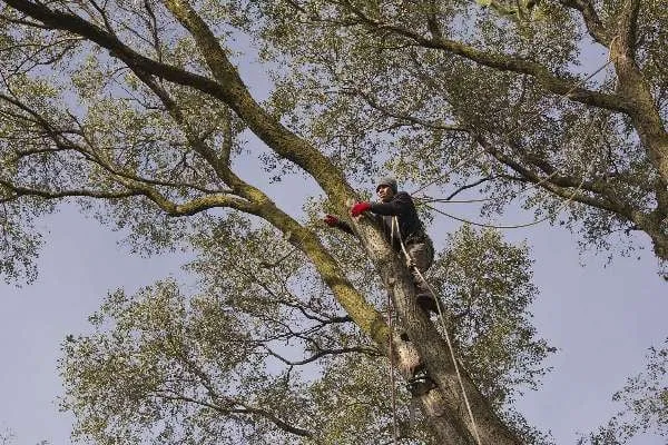 Reliable lawn mowing service in Waterford, MI by Premier Tree Care