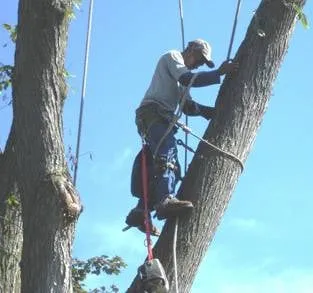 Custom landscaping services in Waterford, MI - Premier Tree Care