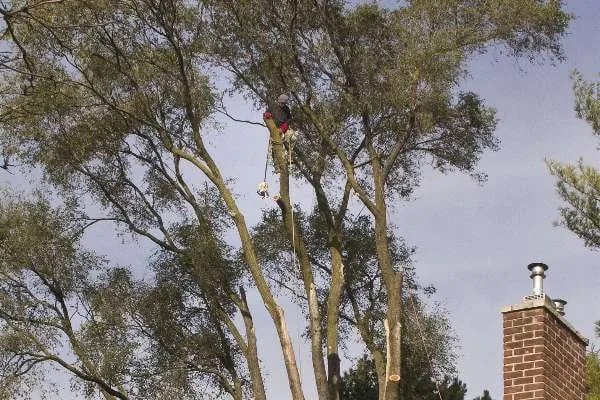 Top-rated landscaping services in Waterford, MI by Premier Tree Care