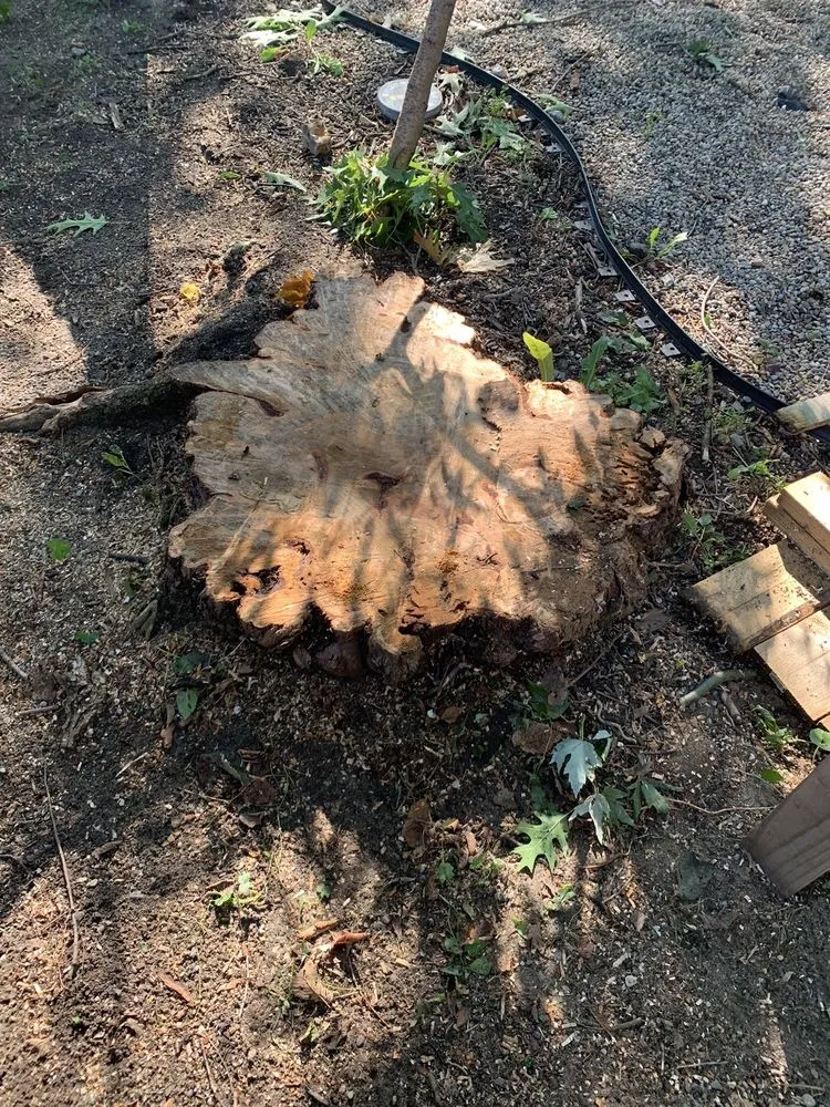 Custom lawn mowing service for outdoor upgrades in Waterford, MI by Premier Tree Care