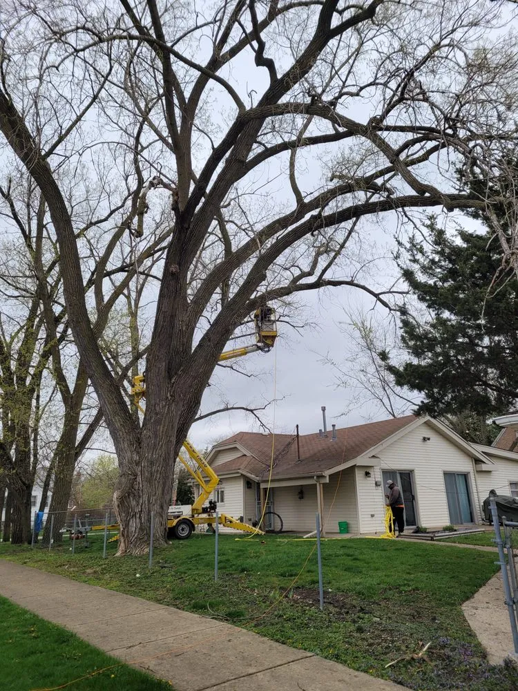 Local yard maintenance in Phoenix, IL by Premier Tree Service and Landscape