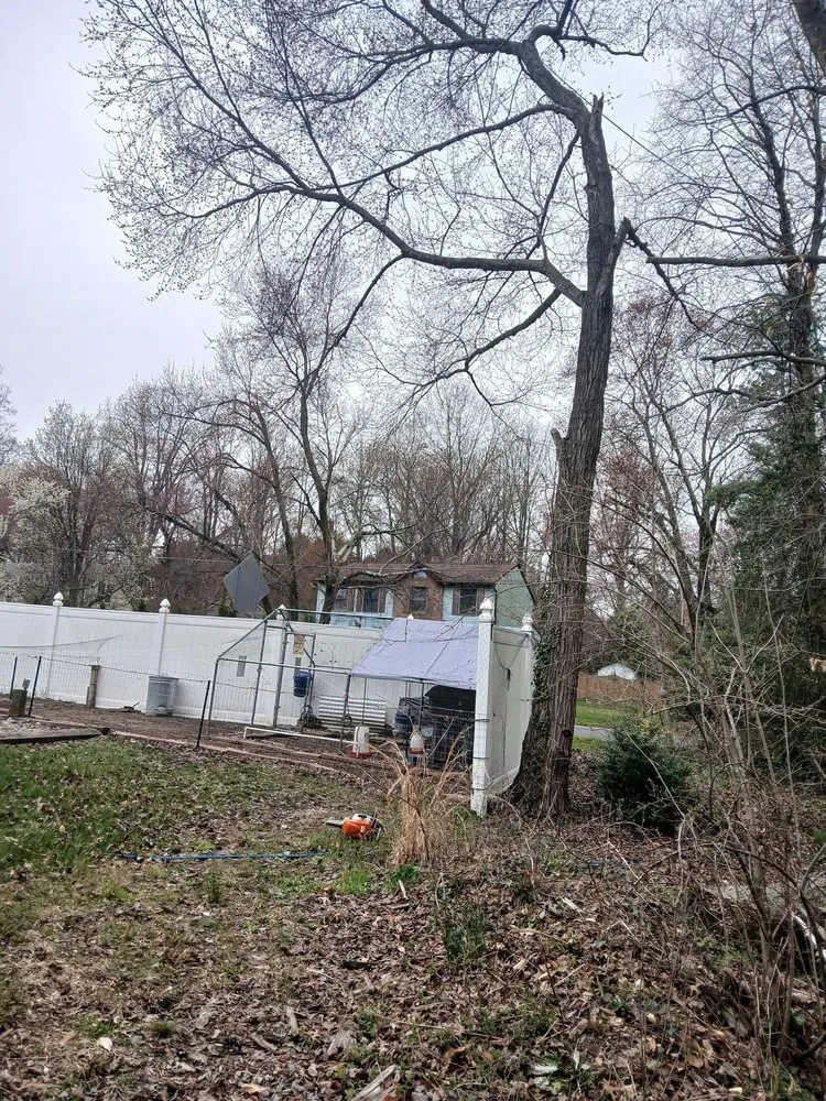 Affordable yard cleanup service for year-round maintenance in Gloucester City, NJ by Premier Tree Service