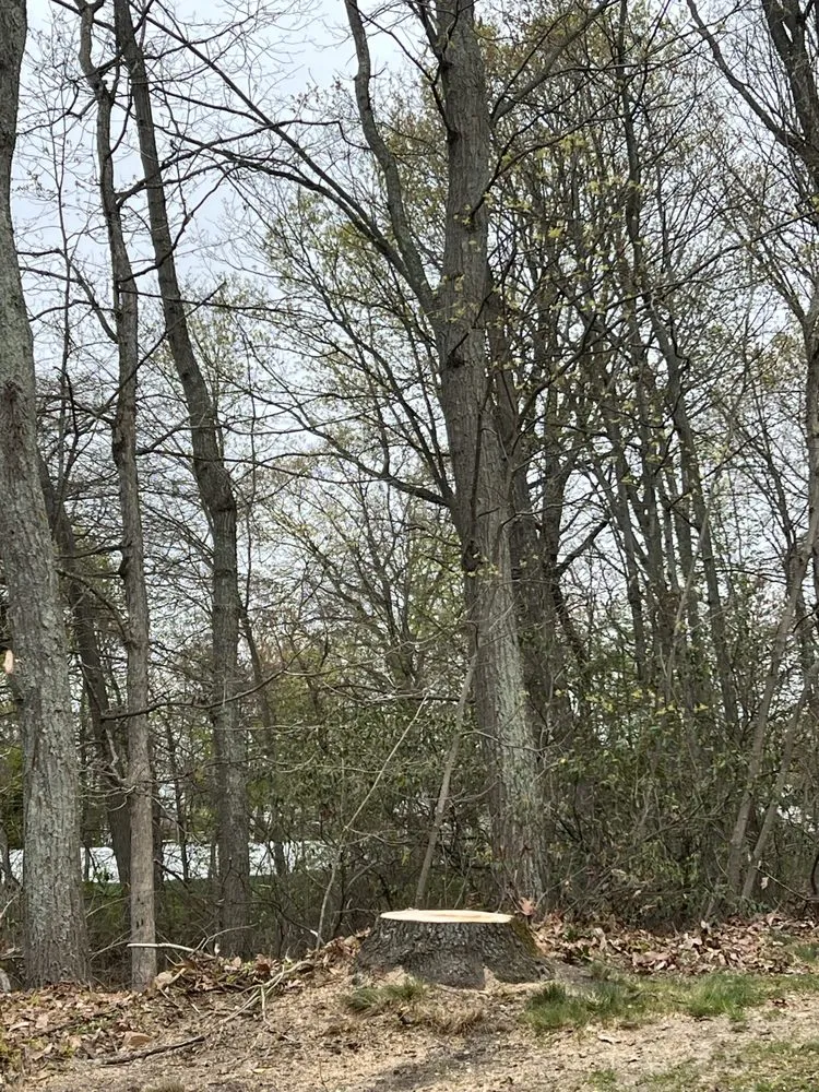 Expert yard maintenance in Gloucester City, NJ by Premier Tree Service