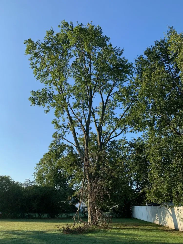 Reliable residential landscaping for beautiful yards across Gloucester City, NJ - Premier Tree Service