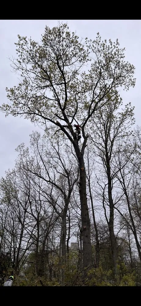 Top-rated garden landscaping experts serving Gloucester City, NJ - Premier Tree Service