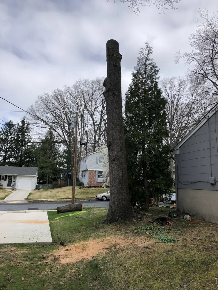 Professional yard cleanup service in Gloucester City, NJ - Premier Tree Service