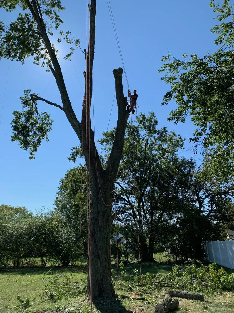 Expert landscaping services experts serving Gloucester City, NJ - Premier Tree Service