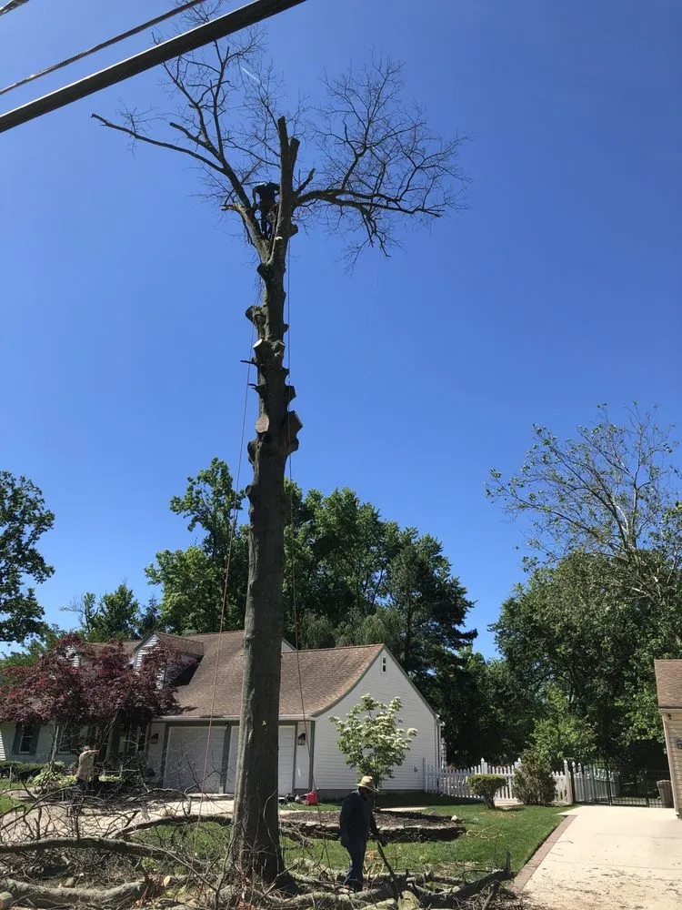 Top-rated garden landscaping in Gloucester City, NJ - Premier Tree Service