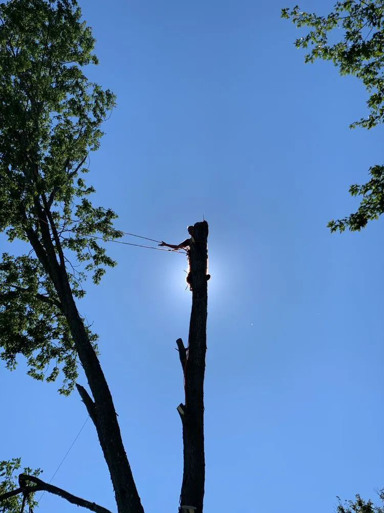 Professional yard maintenance experts serving Gloucester City, NJ - Premier Tree Service