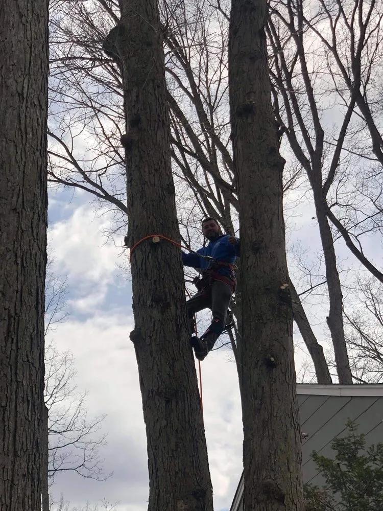 Professional landscape installation for homes in Gloucester City, NJ by Premier Tree Service