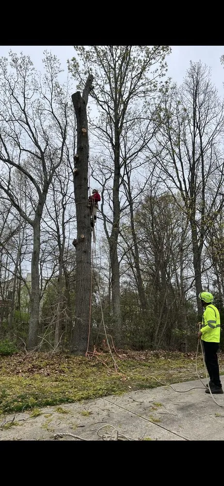 Local yard cleanup service in Gloucester City, NJ - Premier Tree Service