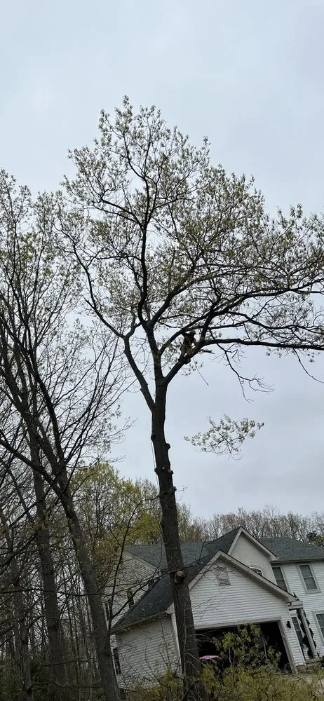 Custom lawn care service with custom design in Gloucester City, NJ by Premier Tree Service