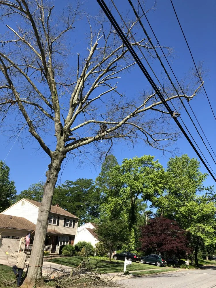 Affordable landscape design near you in Gloucester City, NJ by Premier Tree Service