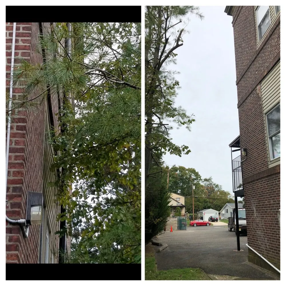 Expert lawn care service experts serving Gloucester City, NJ - Premier Tree Service