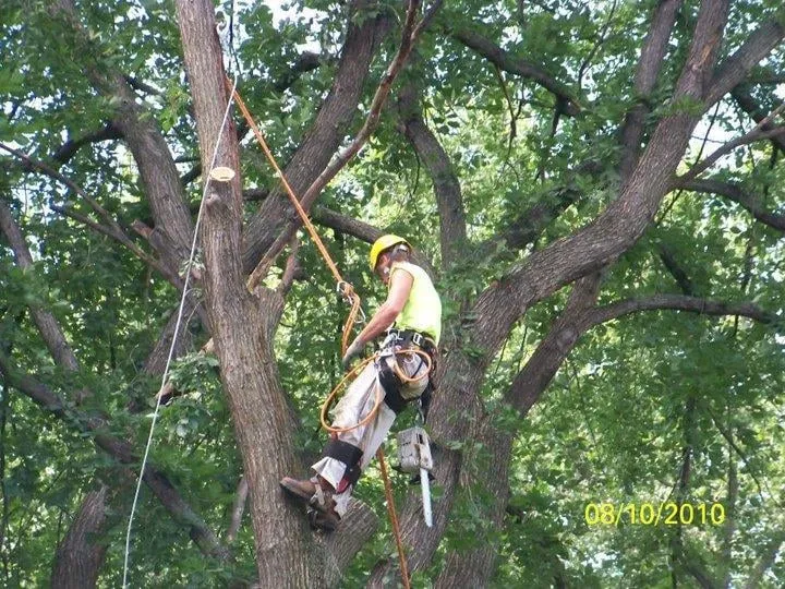 Affordable outdoor landscaping for residential properties across Pierz, MN - Premier Tree Service