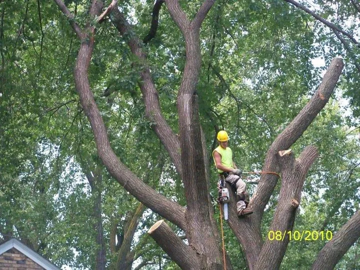Local outdoor landscaping for homes across Pierz, MN - Premier Tree Service