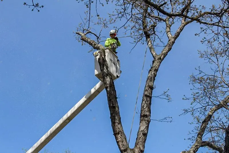 Local outdoor landscaping for beautiful yards across Pierz, MN - Premier Tree Service