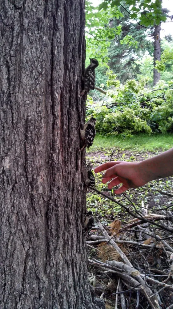 Expert residential landscaping for residential properties in Pierz, MN by Premier Tree Service