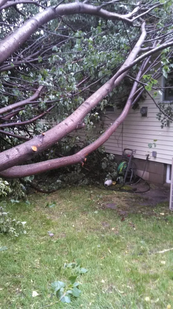 Top-rated lawn mowing service for year-round maintenance across Pierz, MN - Premier Tree Service