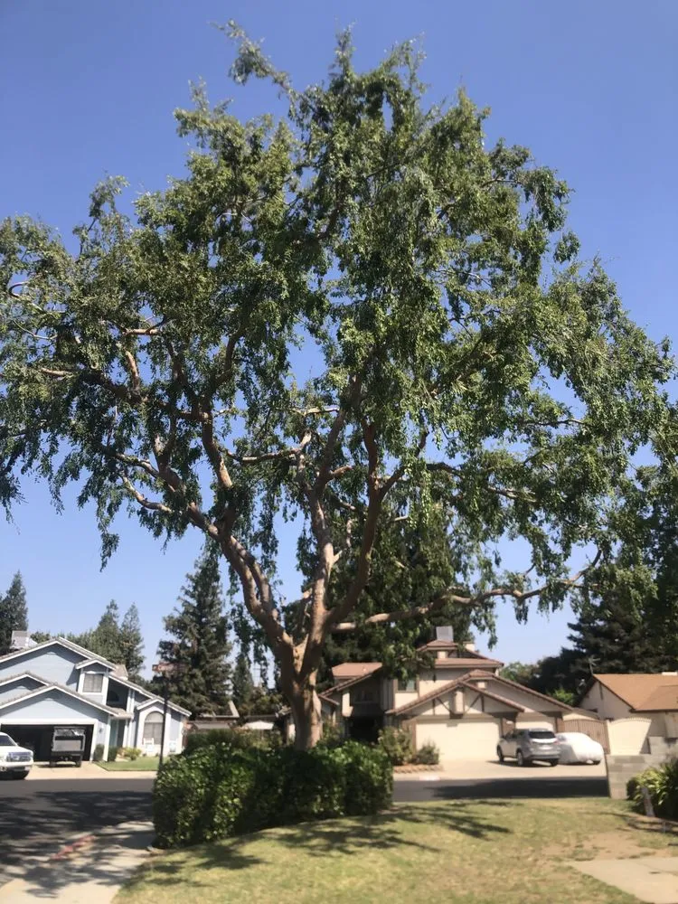 Local residential landscaping experts serving San Jose, CA - Premier Tree Service