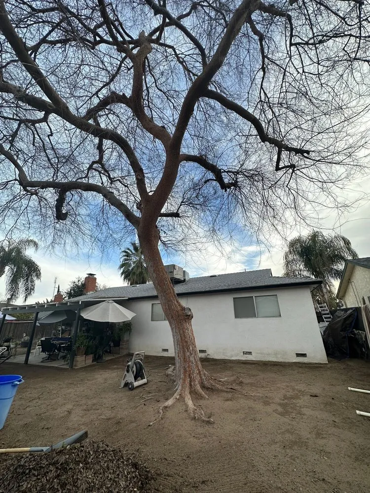 Professional lawn mowing service in San Jose, CA by Premier Tree Service