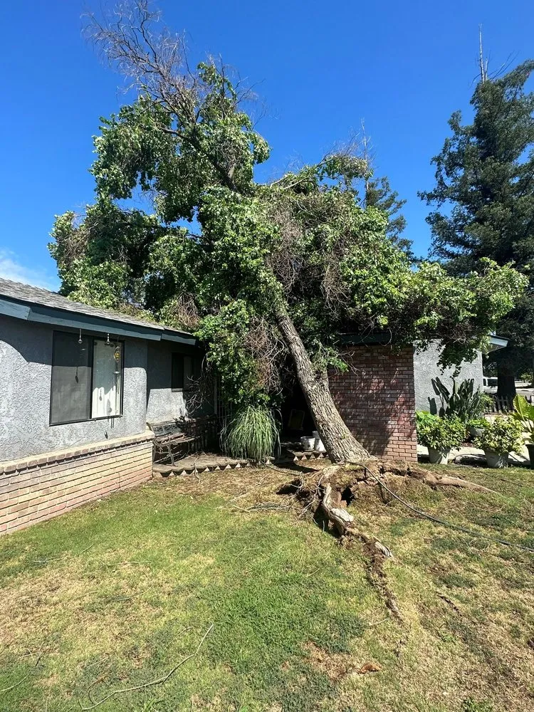 Custom landscaping services in San Jose, CA by Premier Tree Service