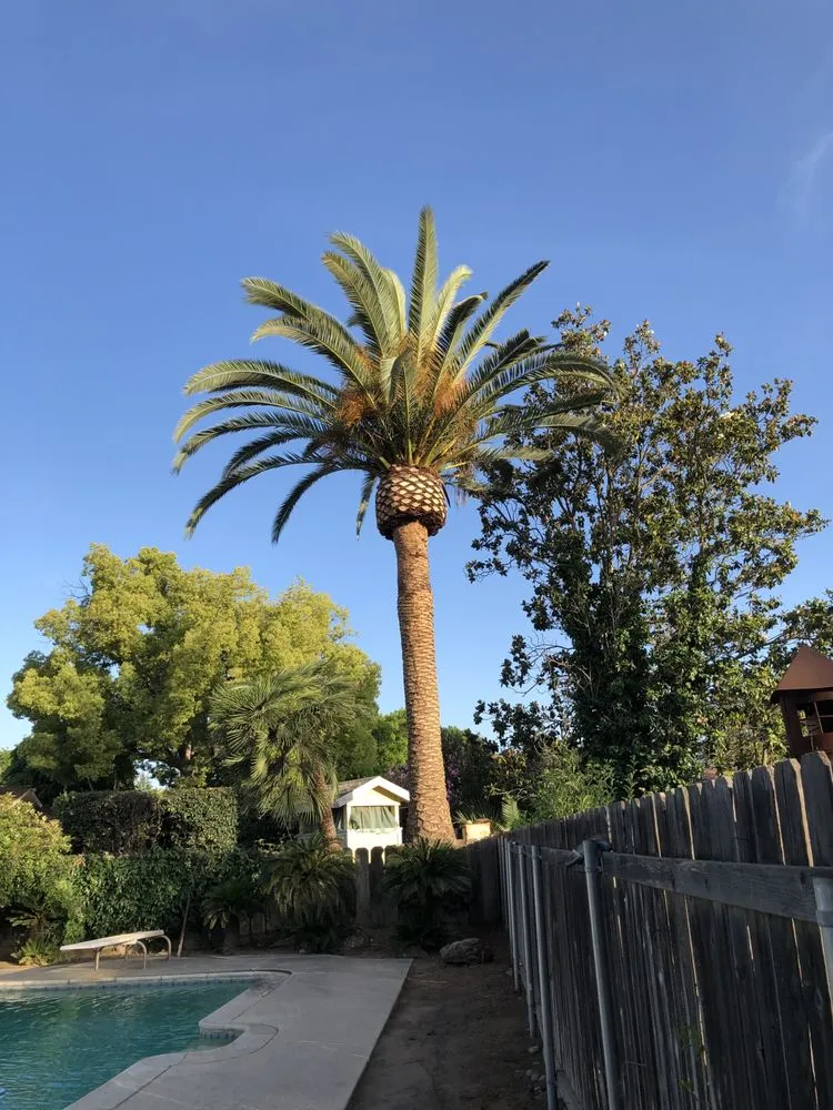 Local lawn mowing service experts serving San Jose, CA - Premier Tree Service