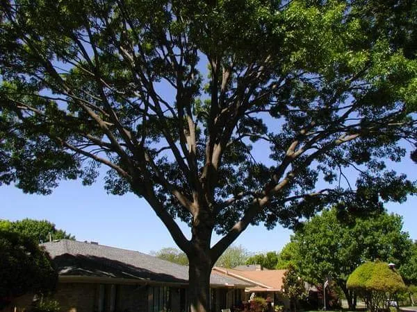 Trusted yard maintenance experts serving San Jose, CA - Premier Tree Service