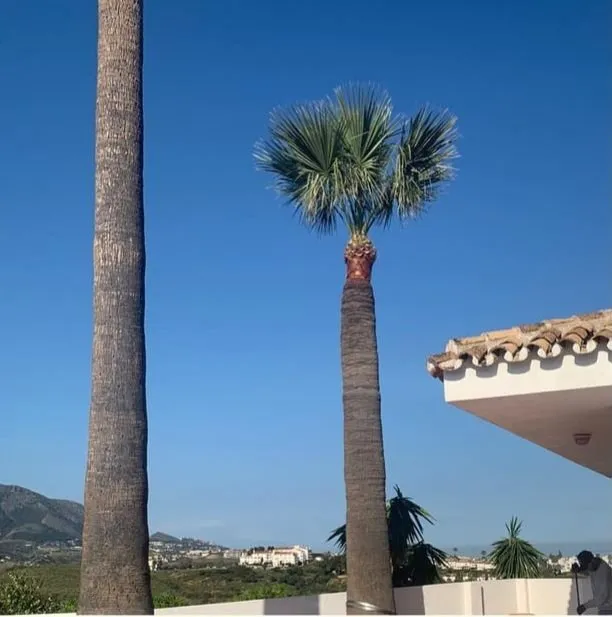 Affordable lawn care service experts serving San Jose, CA - Premier Tree Service