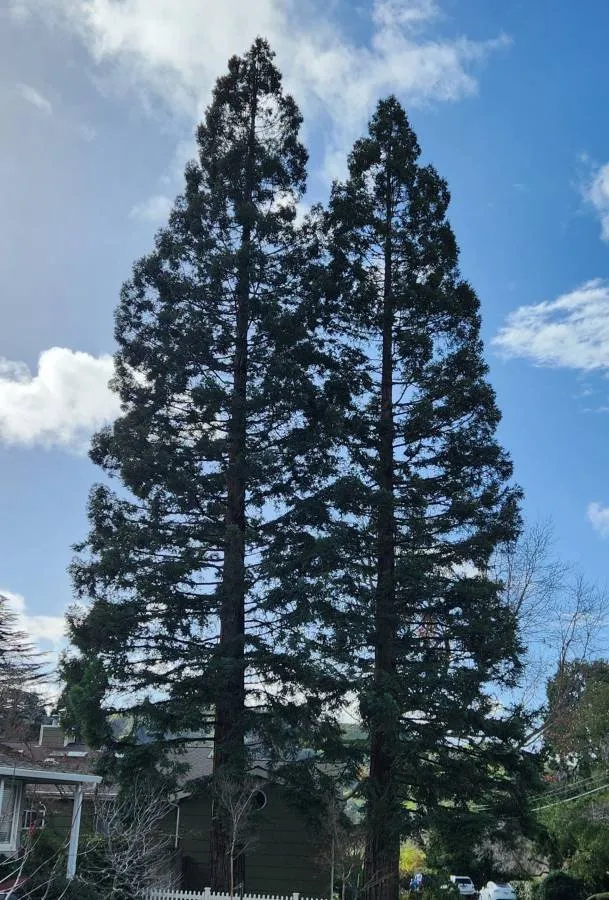 Trusted garden landscaping for outdoor upgrades in San Jose, CA by Premier Tree Service