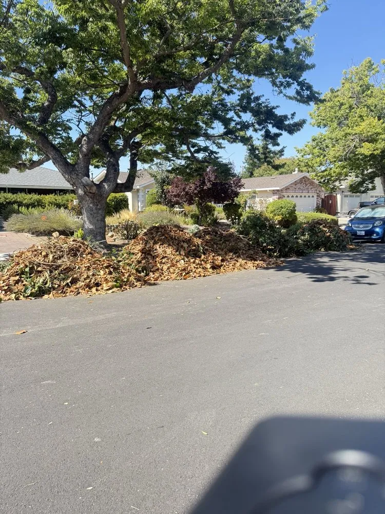 Top-rated landscaping services in San Jose, CA by Premier Tree Service