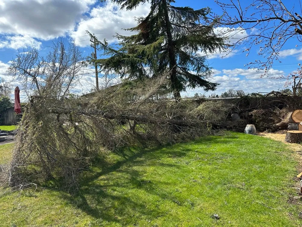 Expert lawn mowing service with custom design across San Jose, CA - Premier Tree Service